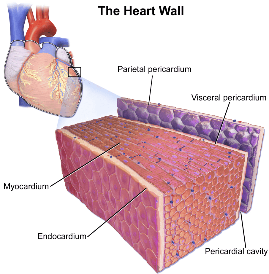 Pericardial Effusion: An Update