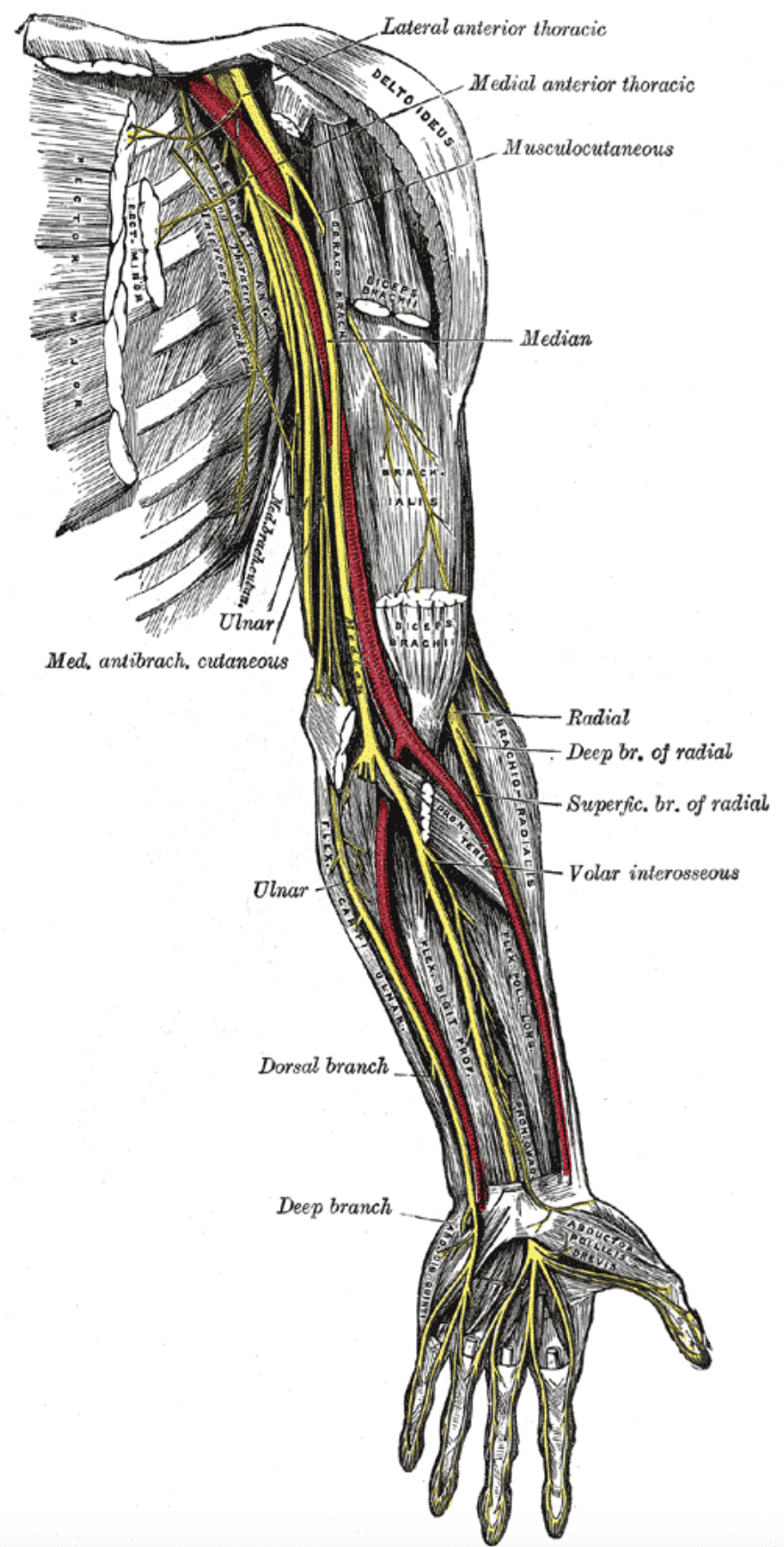 The Ulnar Nerve