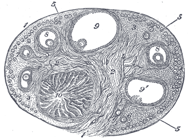 Ovarian Antral Follicle Evaluation