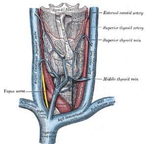 Duplex Scanning for Upper Extremity Veins