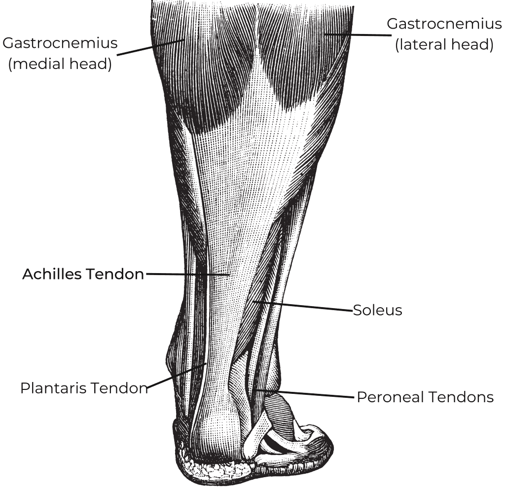 Ultrasound of the Achilles Tendon