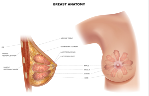 breast imaging, cancer, mammography